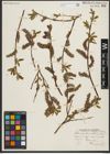 Foto von Salix pseudomonticola C. R. Ball